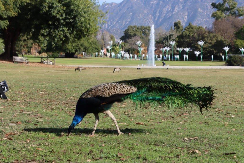 A peacock eating grass in a park

Description automatically generated