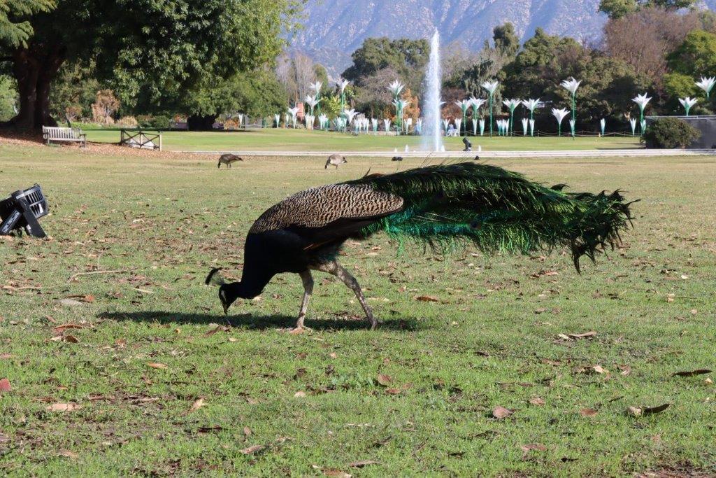 A peacock walking on grass

Description automatically generated