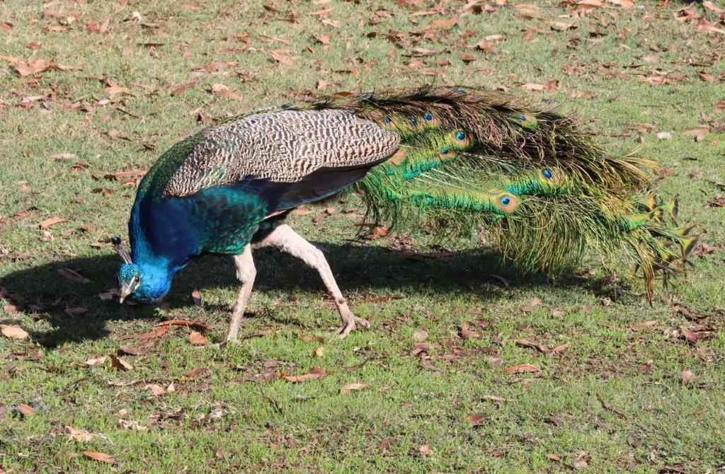 A peacock with its tail feathers spread out

Description automatically generated