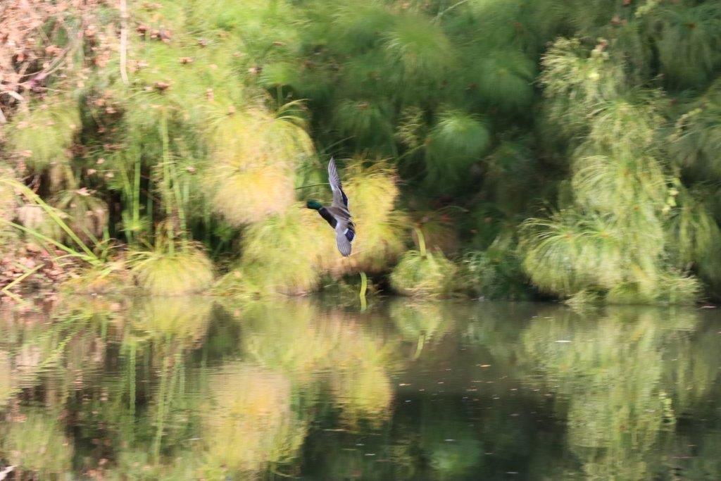 A bird flying over a body of water

Description automatically generated