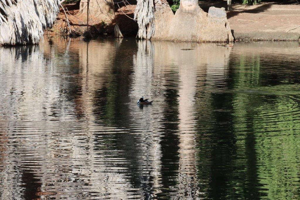 A duck swimming in a lake

Description automatically generated