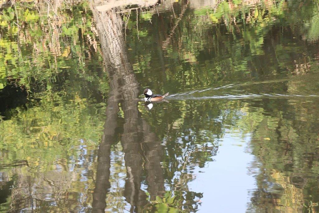 A duck swimming in a pond

Description automatically generated