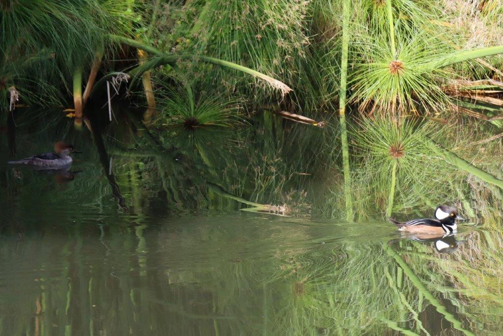 A crocodile swimming in a pond

Description automatically generated