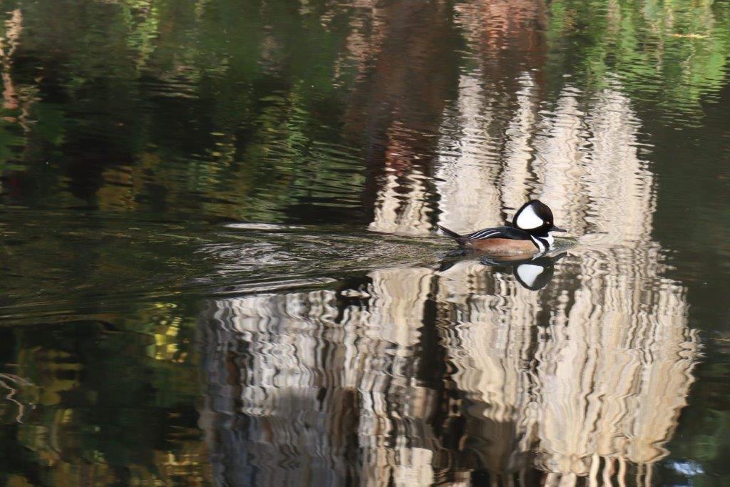 A duck swimming in the water

Description automatically generated