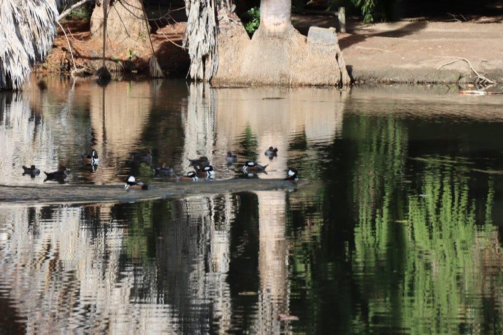 A group of ducks in a pond

Description automatically generated