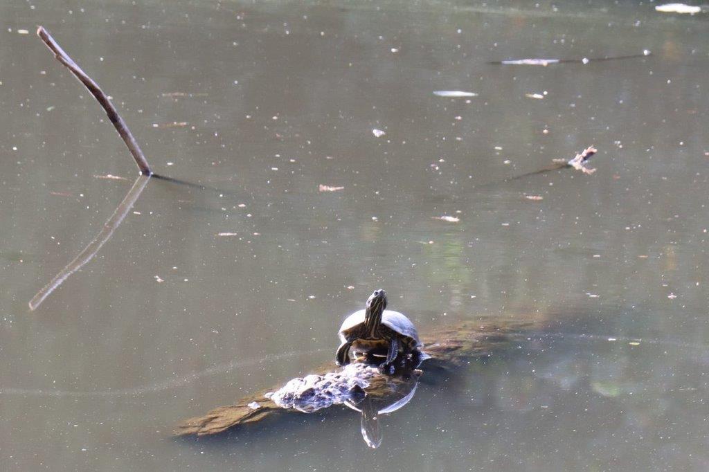A turtle in a pond

Description automatically generated