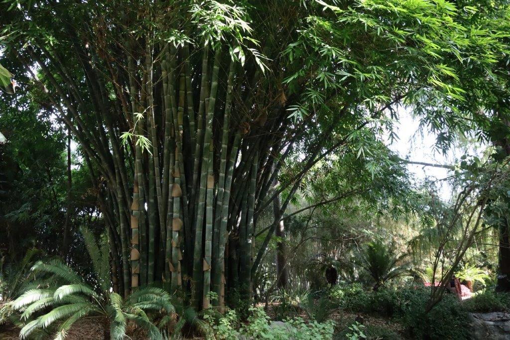 A group of bamboo trees

Description automatically generated