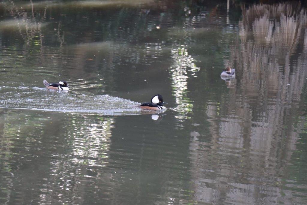 Ducks swimming in a pond

Description automatically generated
