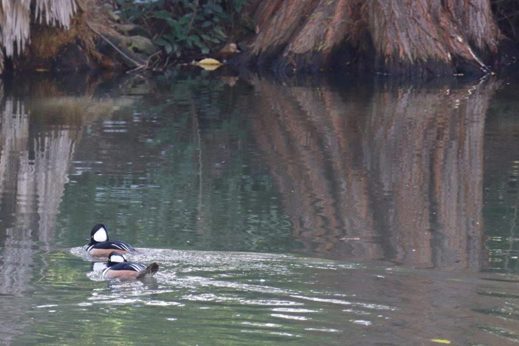 A pair of ducks swimming in a lake

Description automatically generated