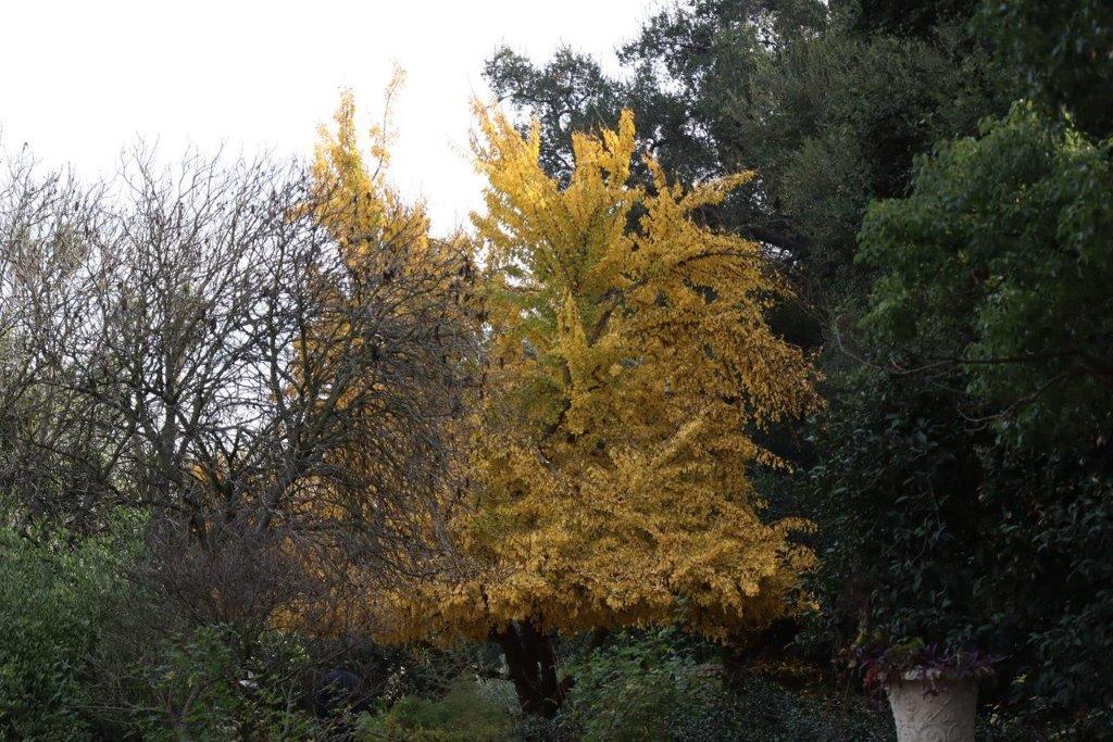 A tree with yellow leaves

Description automatically generated