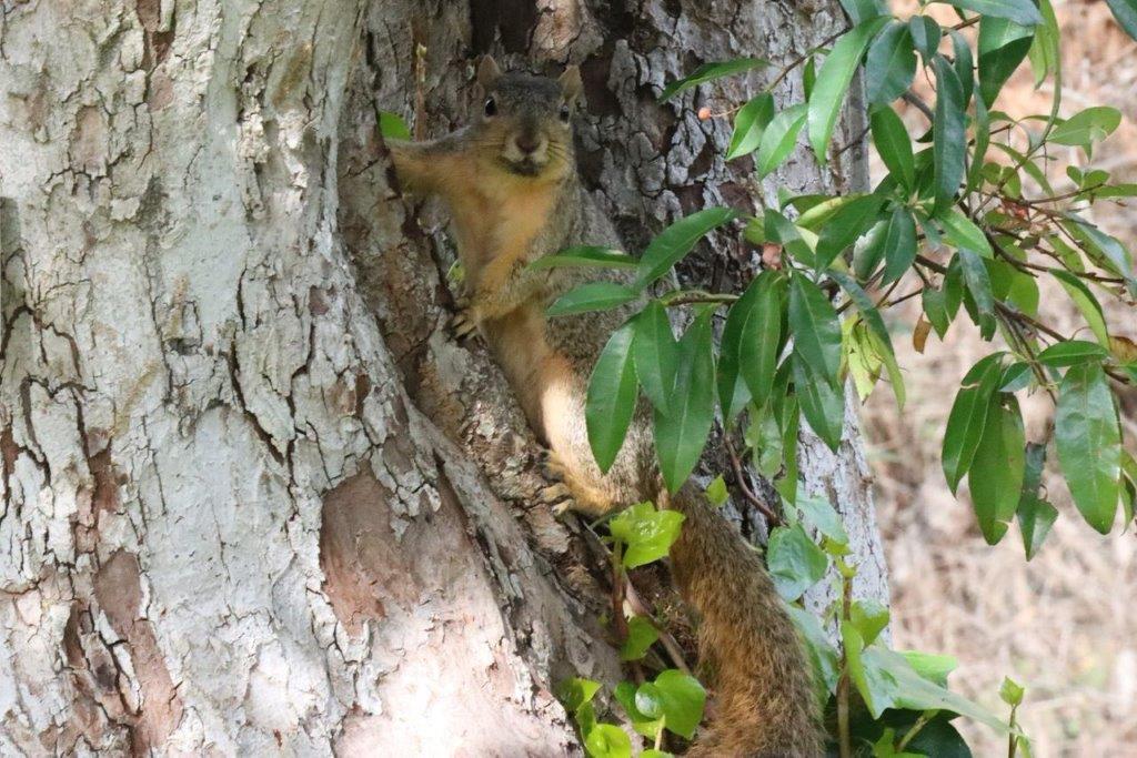 A squirrel climbing a tree

Description automatically generated
