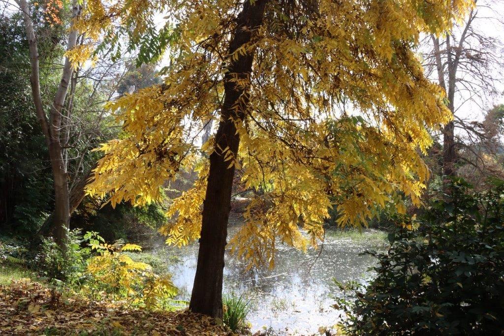 A tree with yellow leaves

Description automatically generated