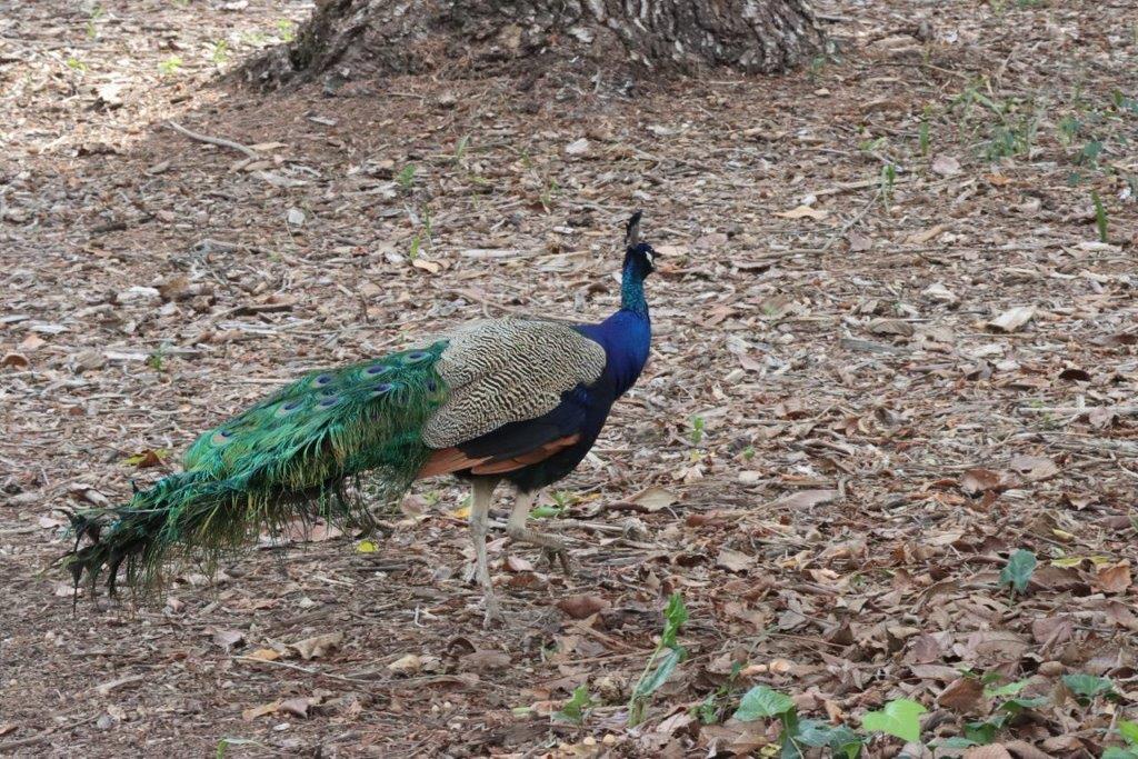 A peacock walking on the ground

Description automatically generated