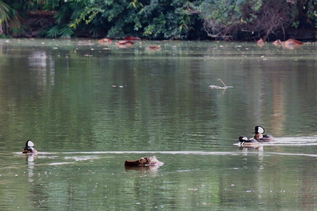 A group of ducks swimming in a lake

Description automatically generated