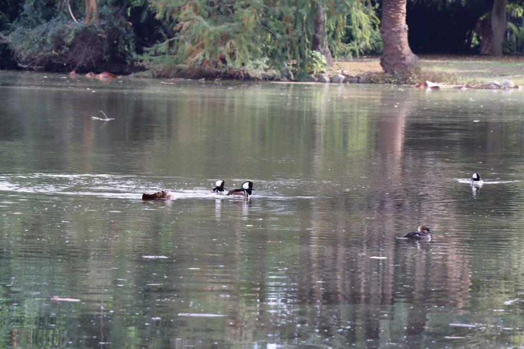 A group of ducks swimming in a lake

Description automatically generated