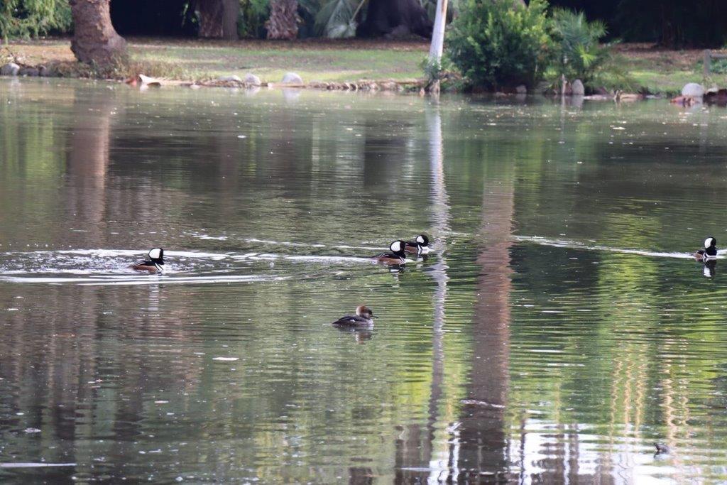 Ducks swimming in a lake

Description automatically generated