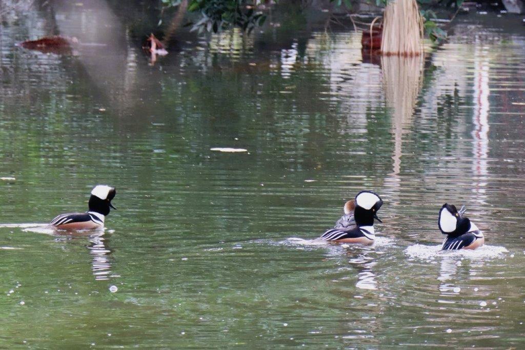 A pair of ducks swimming in a pond

Description automatically generated