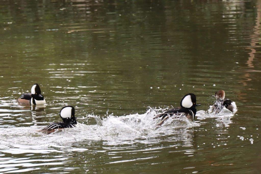 A group of ducks swimming in water

Description automatically generated