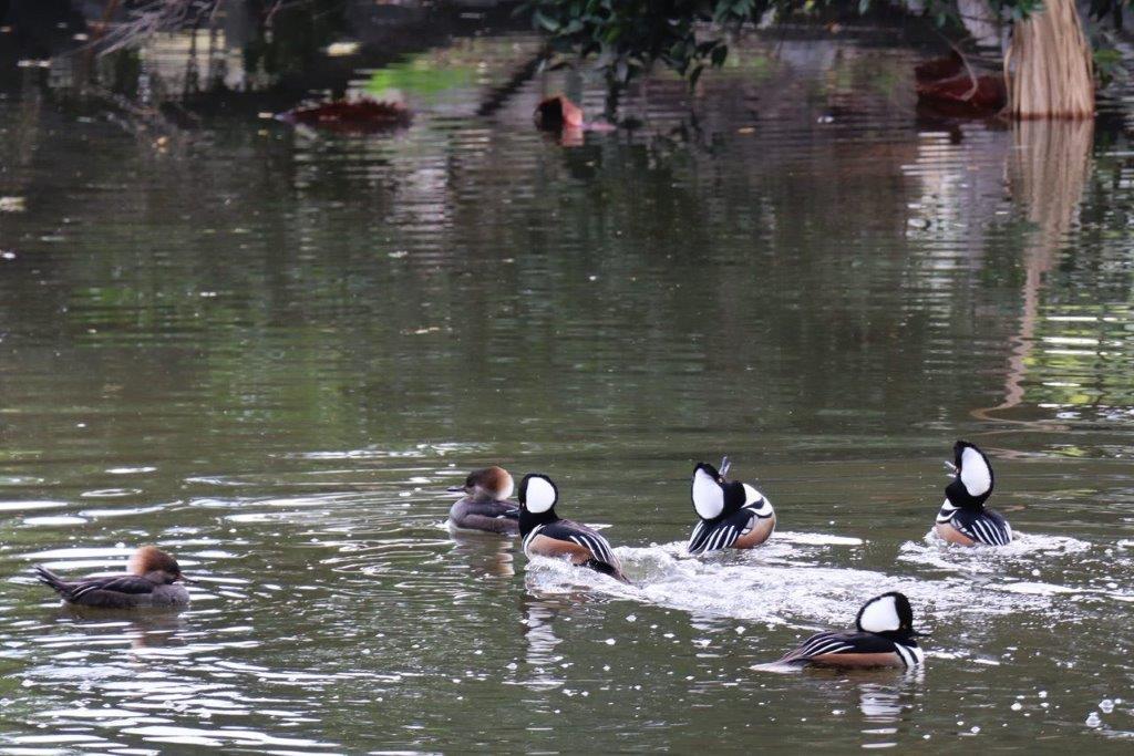 A group of ducks swimming in a pond

Description automatically generated