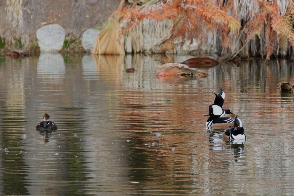 A group of ducks swimming in a pond

Description automatically generated
