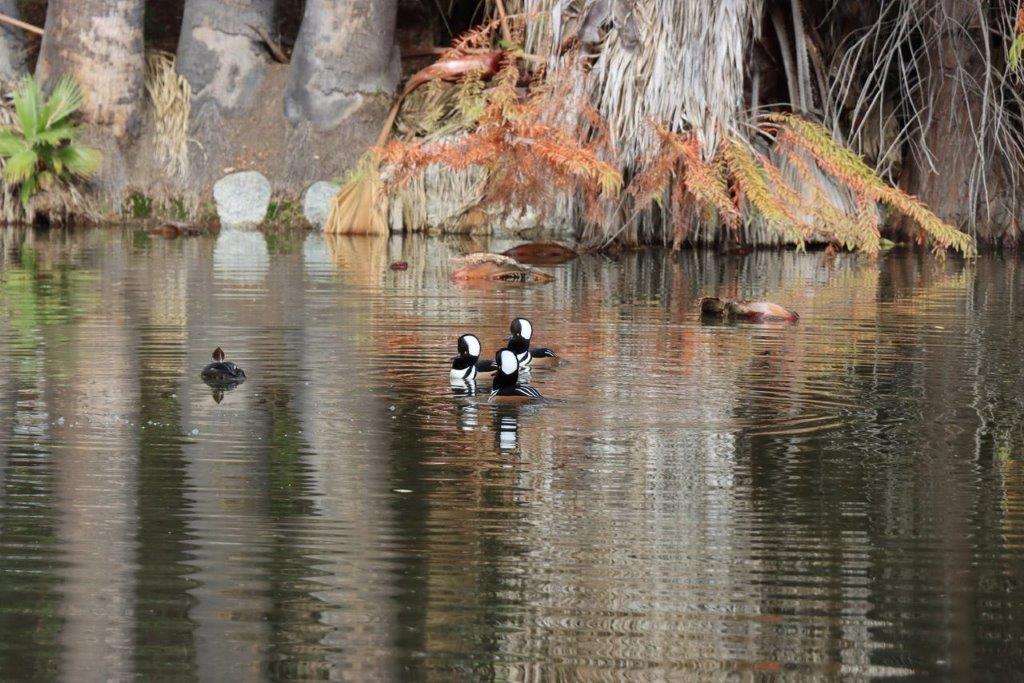 A group of ducks in a pond

Description automatically generated