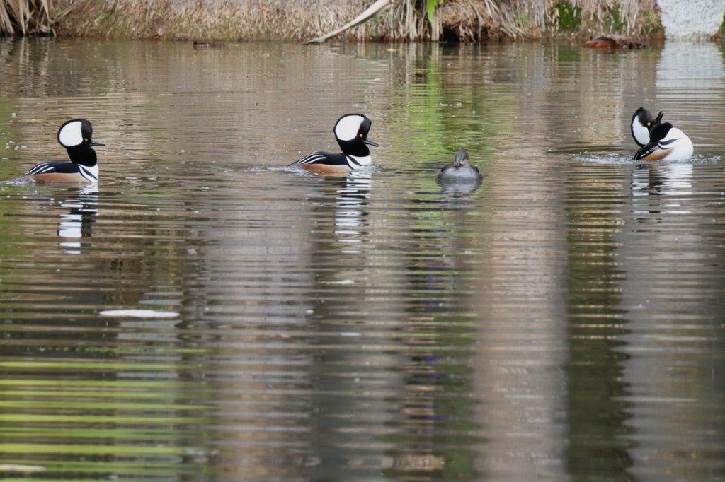 A pair of ducks swimming in a pond

Description automatically generated