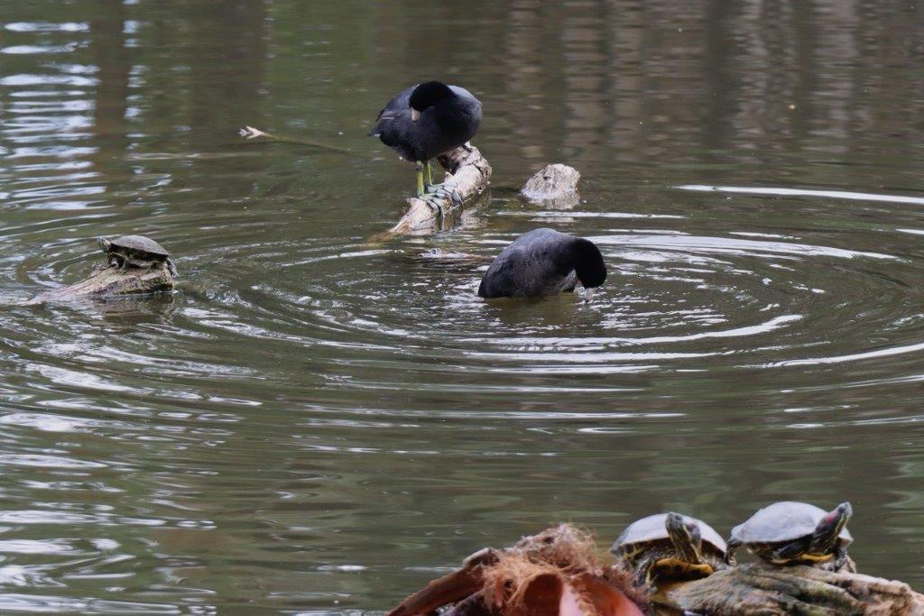 A group of birds in a pond

Description automatically generated