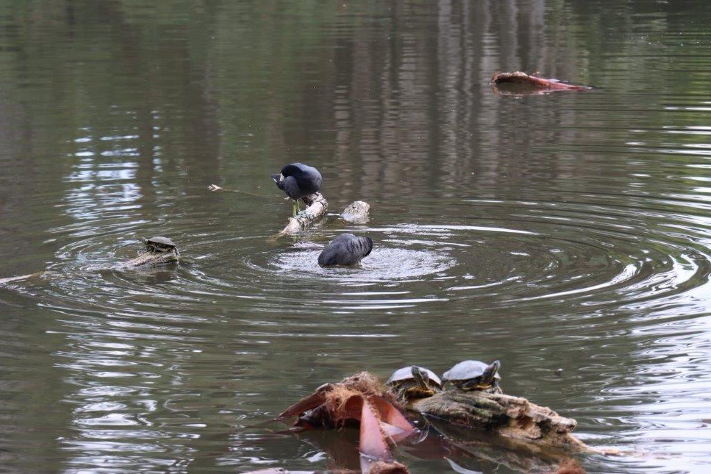 A group of turtles swimming in a pond

Description automatically generated