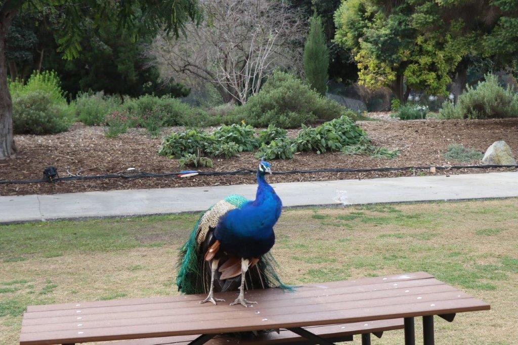 A peacock standing on a picnic table

Description automatically generated