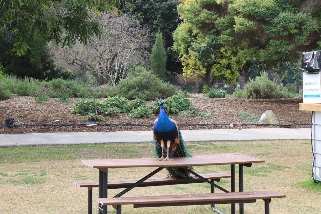 A peacock standing on a picnic table

Description automatically generated