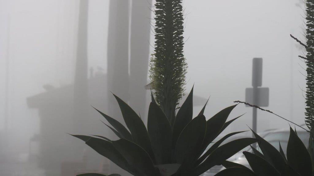 A plant with a long stem

Description automatically generated