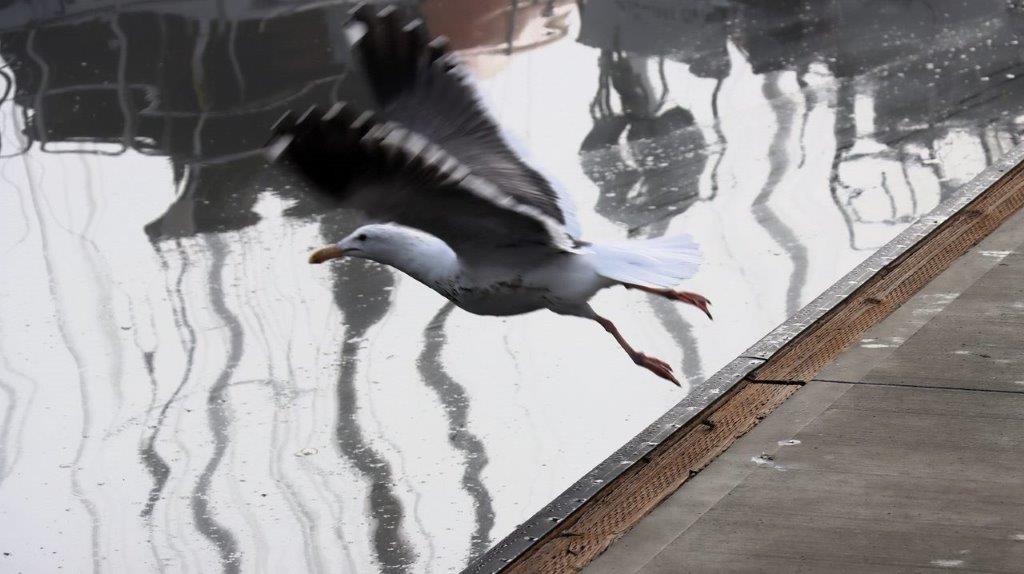 A bird flying over a wet surface

Description automatically generated