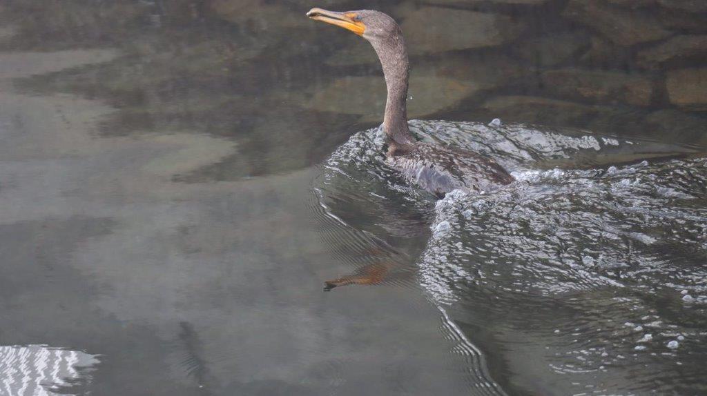 A bird swimming in water

Description automatically generated