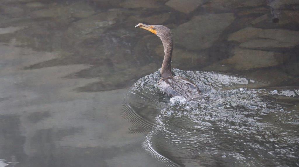 A bird swimming in water

Description automatically generated