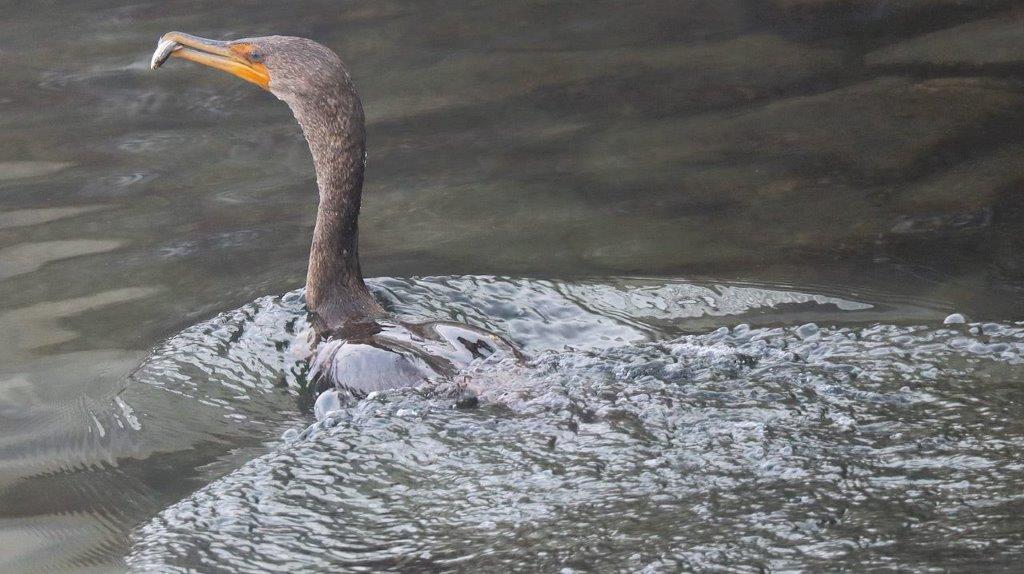 A bird swimming in water

Description automatically generated