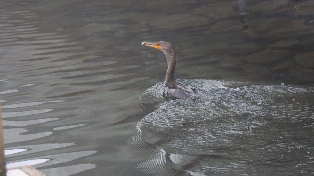 A bird swimming in water

Description automatically generated