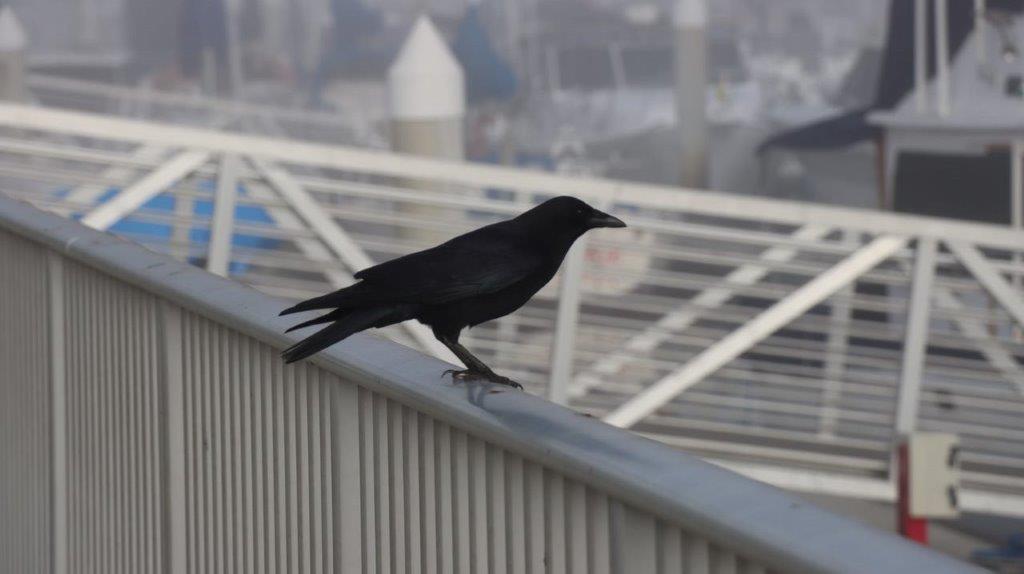 A black bird perched on a railing

Description automatically generated