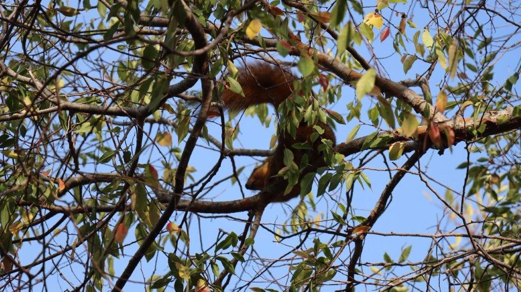 A squirrel in a tree

Description automatically generated