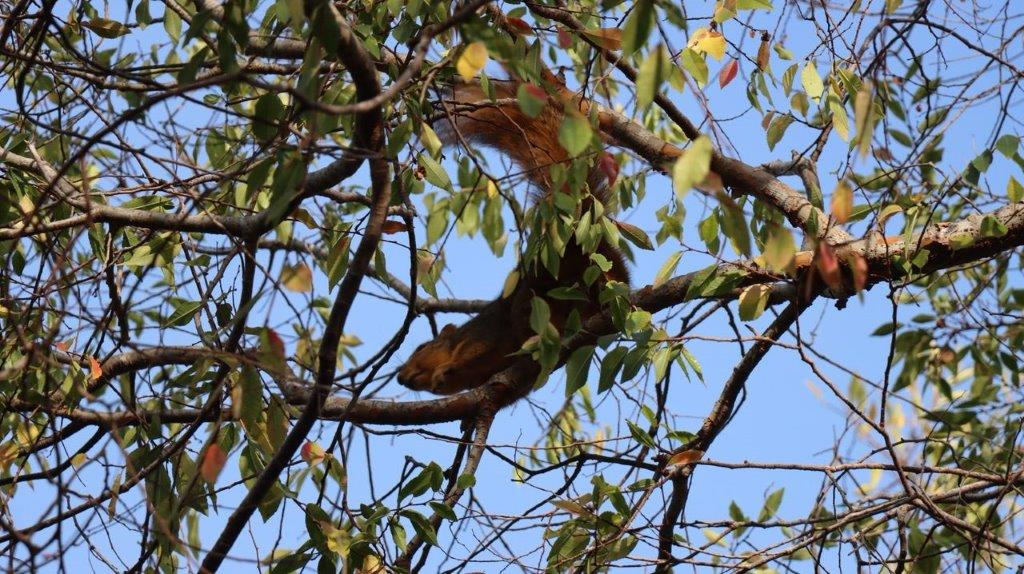 A squirrel in a tree

Description automatically generated