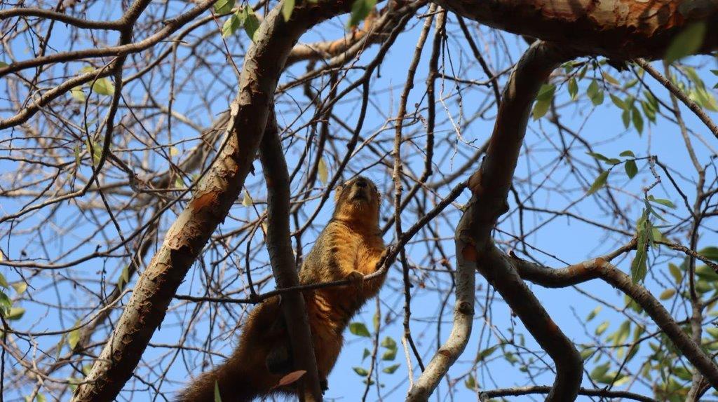 A squirrel in a tree

Description automatically generated