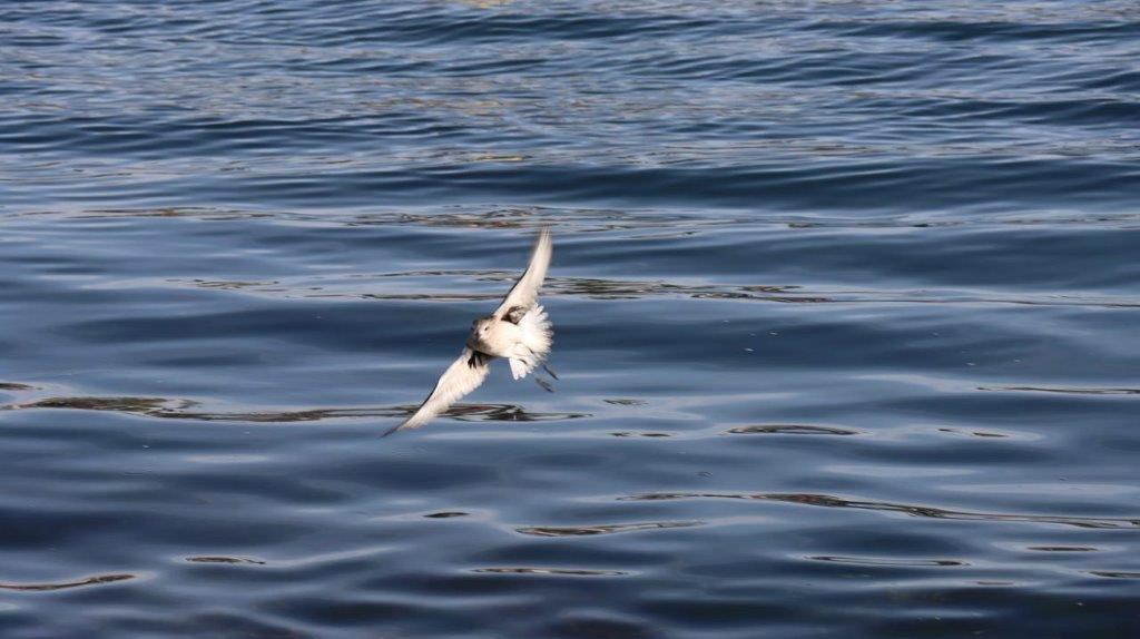 A bird flying over water

Description automatically generated