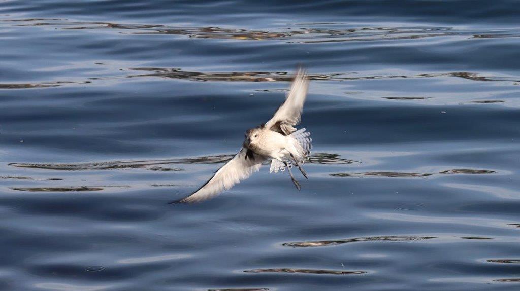 A bird flying over water

Description automatically generated