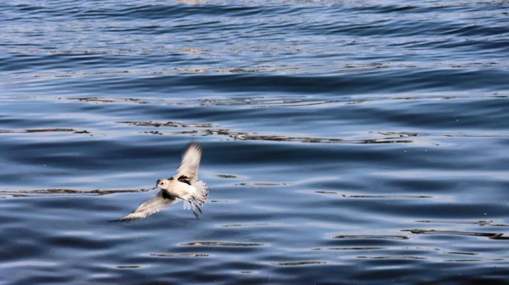 A bird flying over water

Description automatically generated