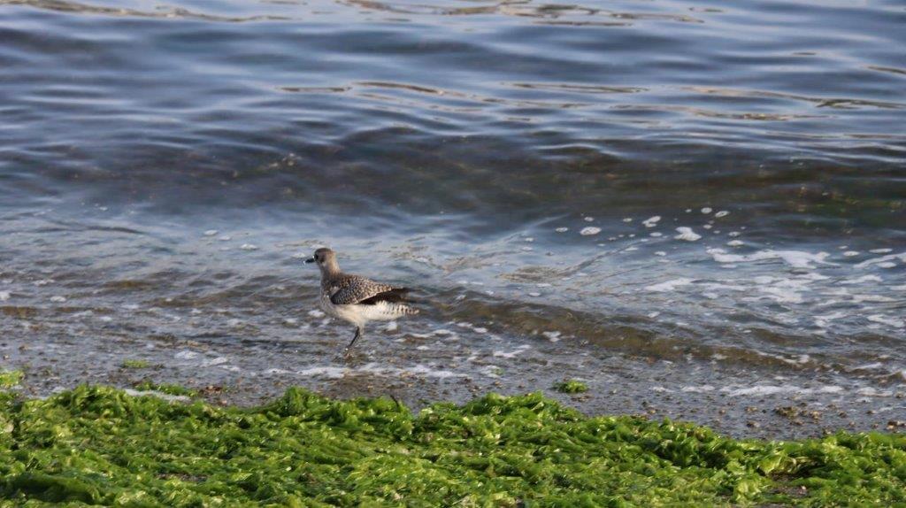 A bird walking on the beach

Description automatically generated