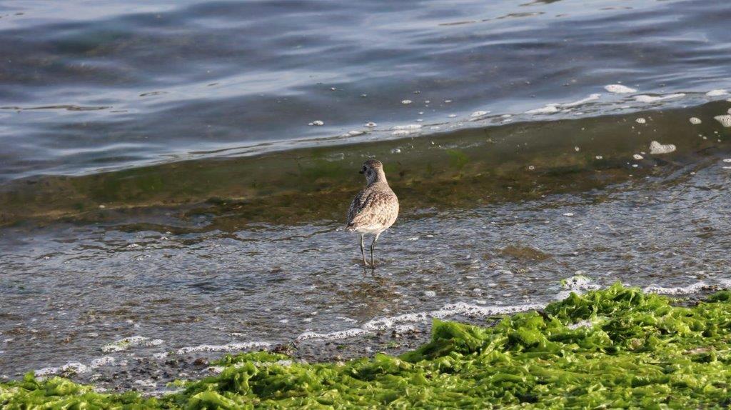 A bird standing on the beach

Description automatically generated