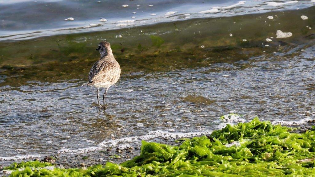 A bird standing on the beach

Description automatically generated