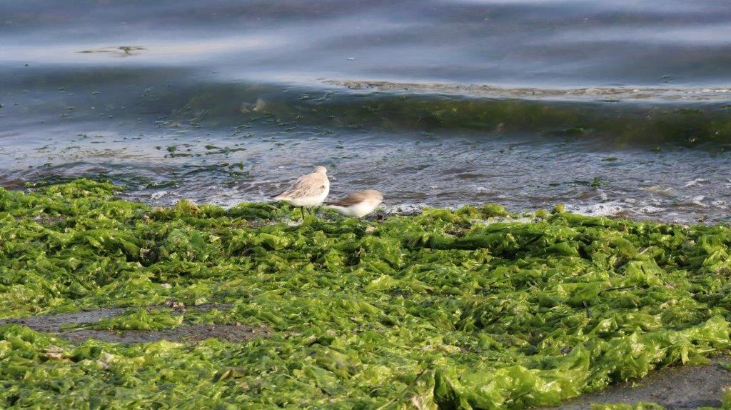 Birds on the shore of a lake

Description automatically generated