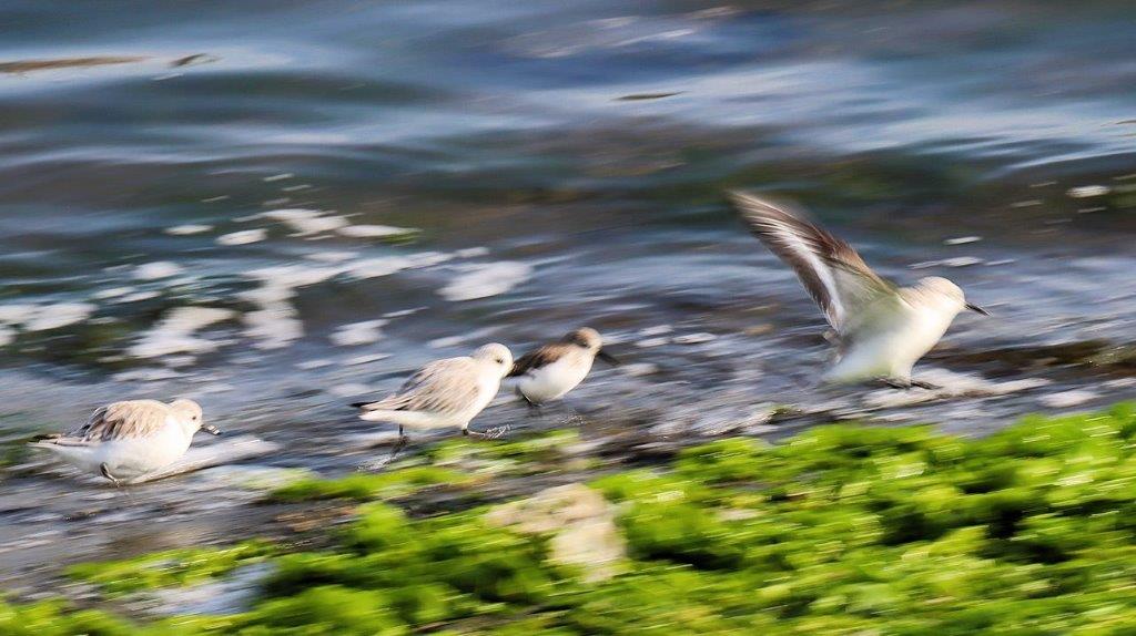 Birds flying birds near water

Description automatically generated with medium confidence