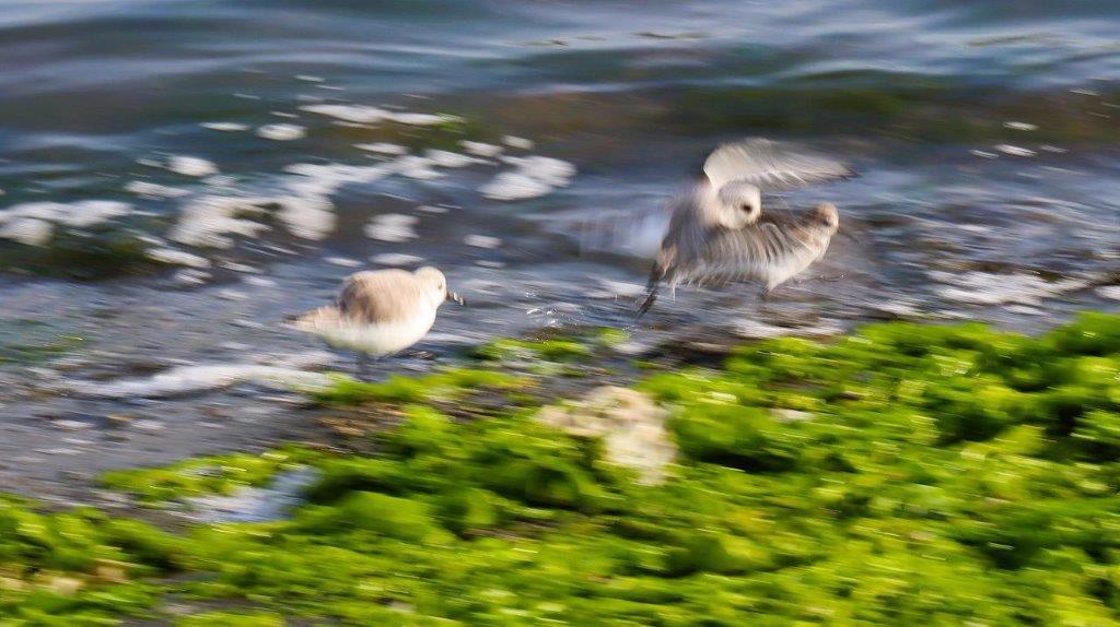 Birds flying over water with moss

Description automatically generated