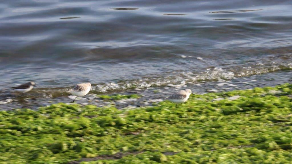 Birds on the shore of a body of water

Description automatically generated